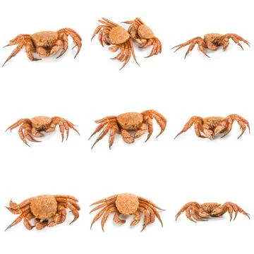 Crab quadrangular hairy or red crab isolated on white Stockfoto's