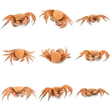 Crab quadrangular hairy or red crab isolated on white Stockfoto's