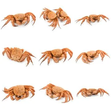 Crab quadrangular hairy or red crab isolated on white Stockfoto's