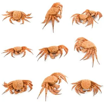 Crab quadrangular hairy or red crab isolated on white Stockfoto's