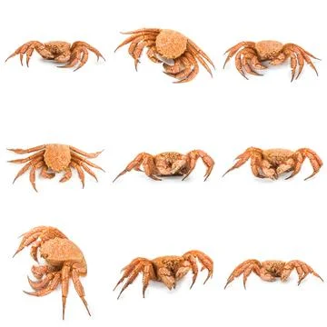 Crab quadrangular hairy or red crab isolated on white Stock Photos