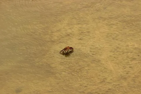 The crab in the rain in the shallows Stock Photos