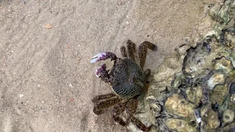 The crab is raising its claws to preparing for danger Stock Footage 214707149