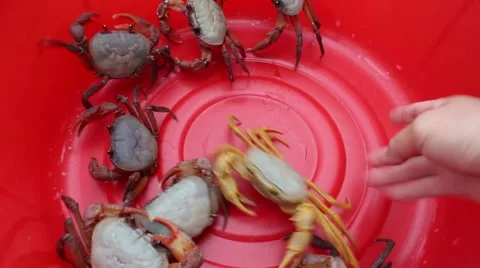 Crab in the red bucket, crabs in mesh bags ,crab in hand Stock Footage 58200427