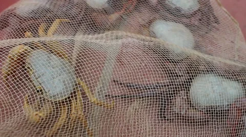 Crab in the red bucket, crabs in mesh bags Stock Footage 58201149