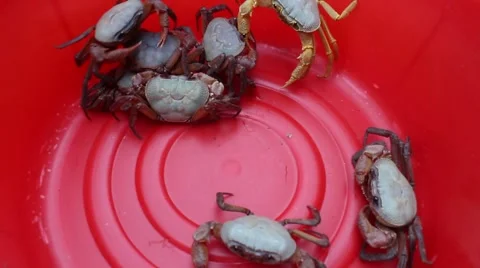 Crab in the red bucket, crabs in mesh bags Stock Footage 58201451