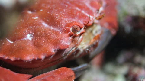 Crab red underwater close up Stock Footage 50581539