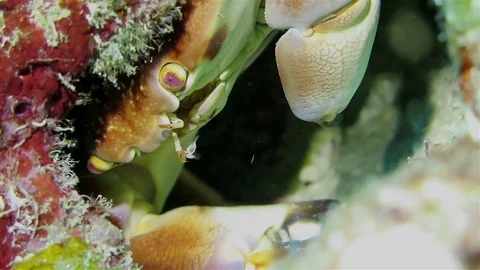 Crab in the reef hole Stock Footage 76990085