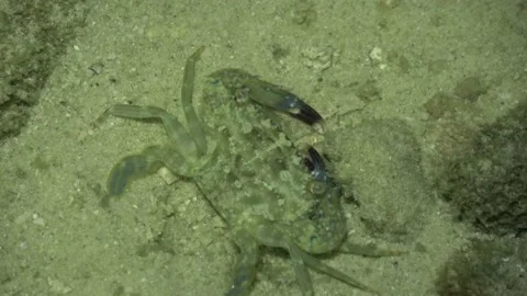 Crab on reef, Malaysia Video stock 180930111