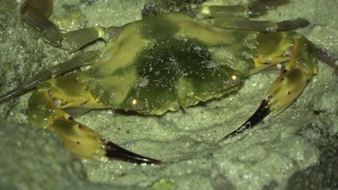 Crab on reef, Malaysia Stock Footage 180930347