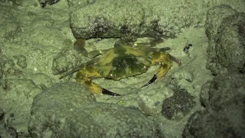 Crab on reef, Malaysia Video stock 180930524