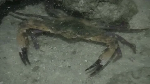 Crab on reef, Malaysia Video stock 180931365
