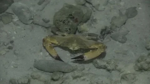 Crab on reef, Malaysia Stock Footage 180932637