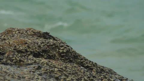 Crab on the rock at the beach Stock Footage 141148708