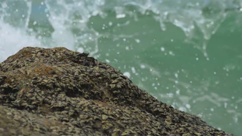 Crab on the rock at the beach Видео 142691525