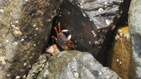 Crab on the rock at the beach Stock Footage 151233784