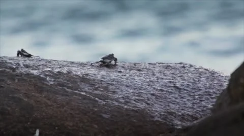 Crab an the rock Stock Footage 10817918