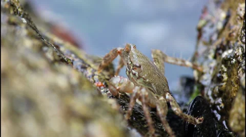 Crab on the rock 動画素材 32943967