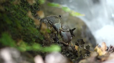 Crab on the rock Stock Footage 67451728
