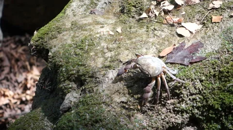 Crab on the rock Stock-Footage 67463369