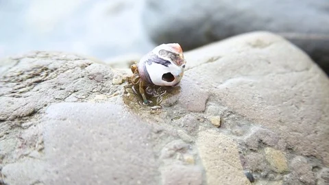 Crab on Rock Stock Footage 80293960