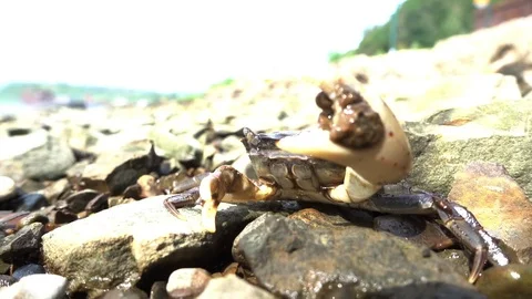 Crab On The Rock 스톡 동영상 80404258
