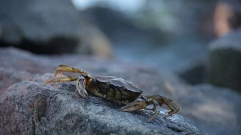 Crab on the rock Stock Footage 93776560