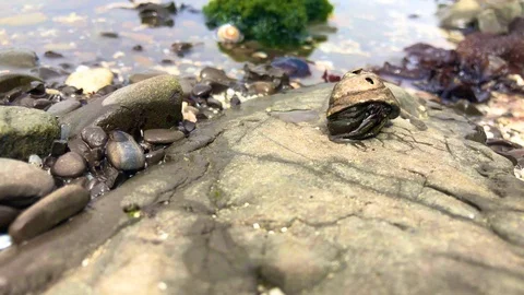 Crab on the rock Stock Footage 110810654