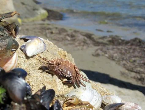 Crab on a rock Stock Photos