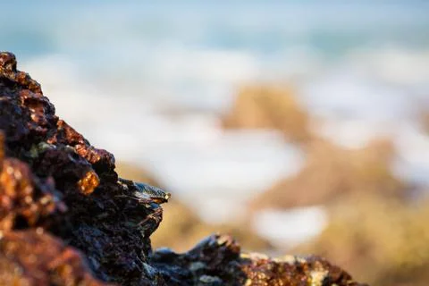 Crab on the rock Stock Photos