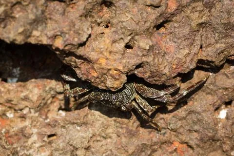 Crab on the rock Stock Photos