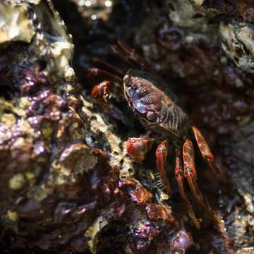 Crab on the rock 库存照片