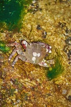 Crab on Rock Stock Photos