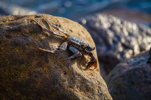 Crab on a Rock Stock Photos