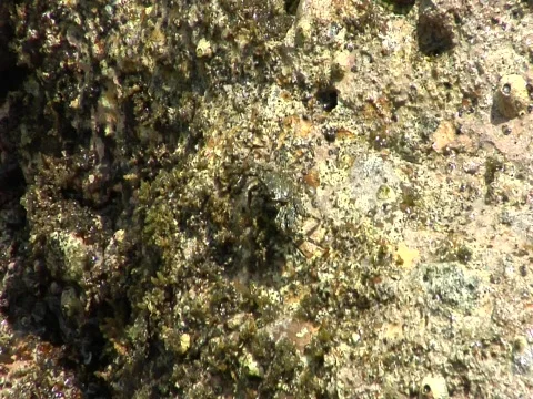 Crab on rocks Stock Footage 709078