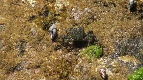 Crab on the rocks 스톡 동영상 112094725