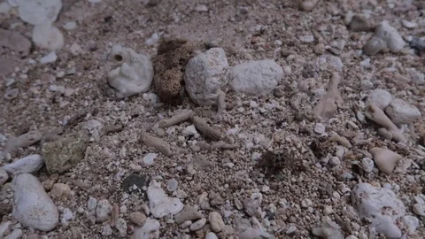 Crab on the rocks Stock Footage 115546614