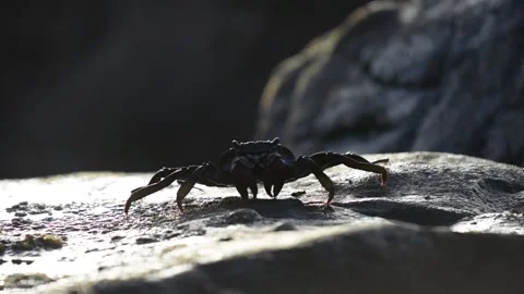 Crab on the rocks looking at the camera Video stock 135661557