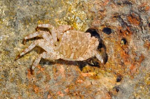 A crab on rocks Foto stock