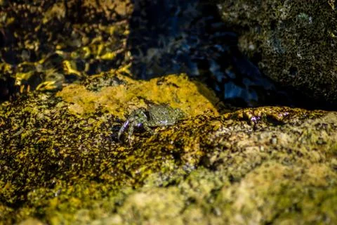 Crab in rocks Stock-Fotos
