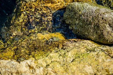 Crab in rocks Stock Photos