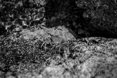 Crab in rocks Stock Photos