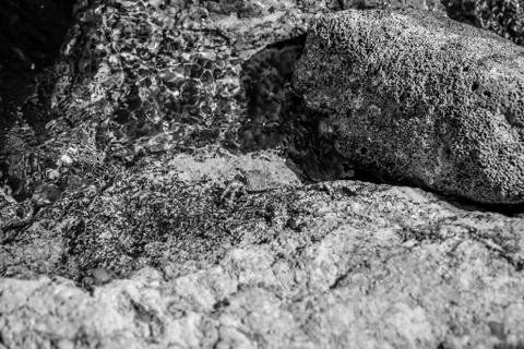 Crab in rocks Stock Photos