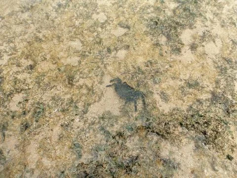Crab on the rocks Stock Photos