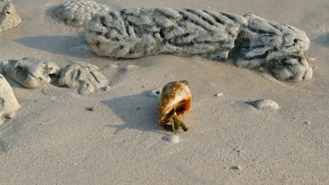Crab rorating itself from seashell Stock Footage 89371768