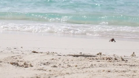 A crab is run away from the waves Stock Footage 82065215