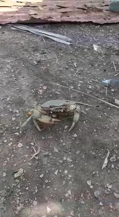 Crab run Stock Footage 205040484