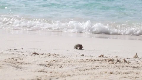 A crab is running away from the waves on the beach Stock Footage 82064962