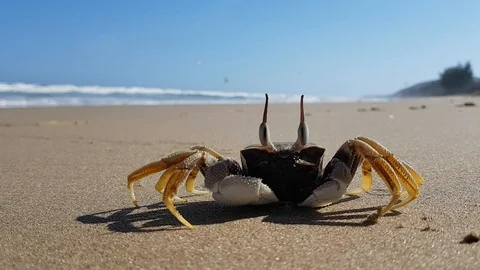 Crab running Stock Footage 102955681