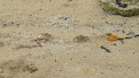 Crab running into hole 動画素材 129406637